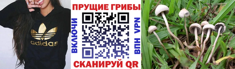 Купить где  Переславль-Залесский  Галлюциногенные грибы MAGIC MUSHROOMS 